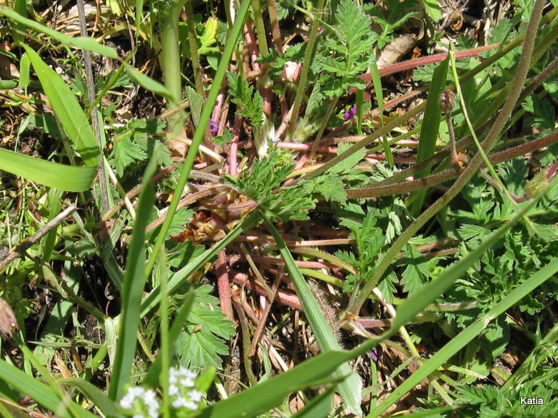 Erodium alpinum