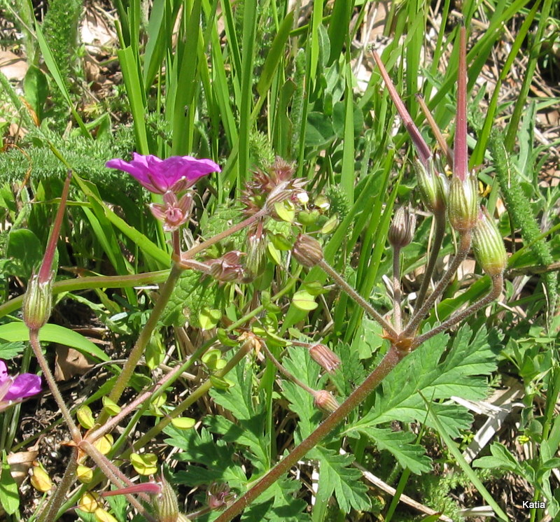 Erodium alpinum