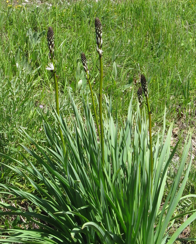 Asphodelus macrocarpus