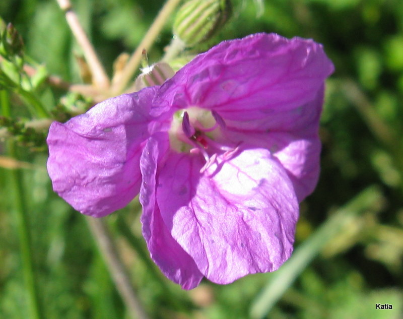 Erodium alpinum