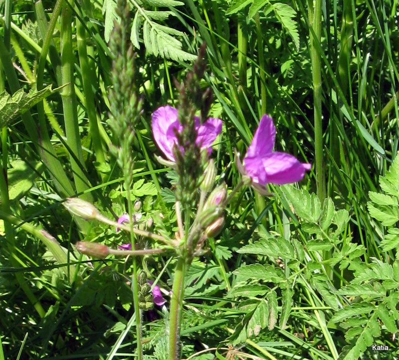 Erodium alpinum