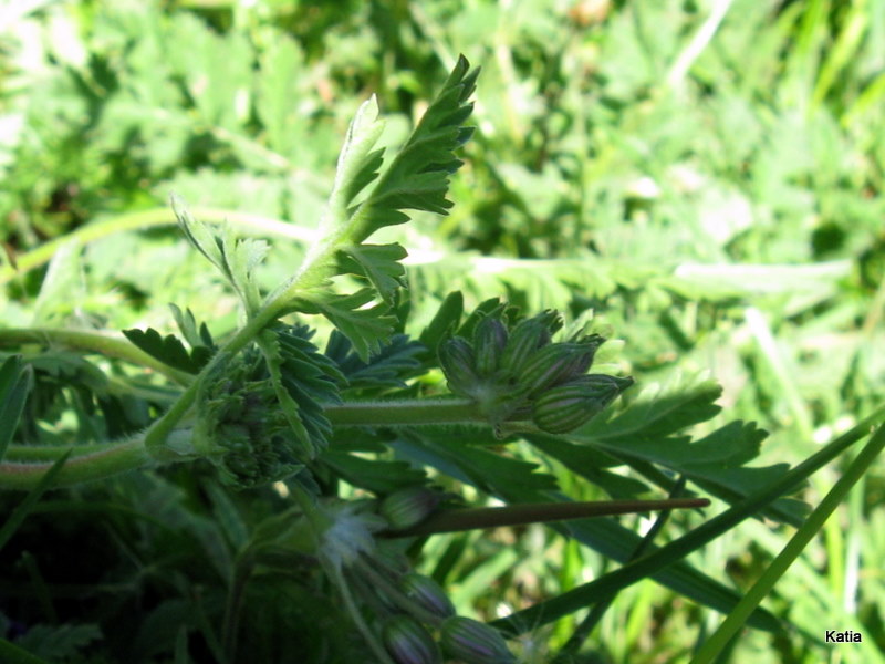 Erodium alpinum