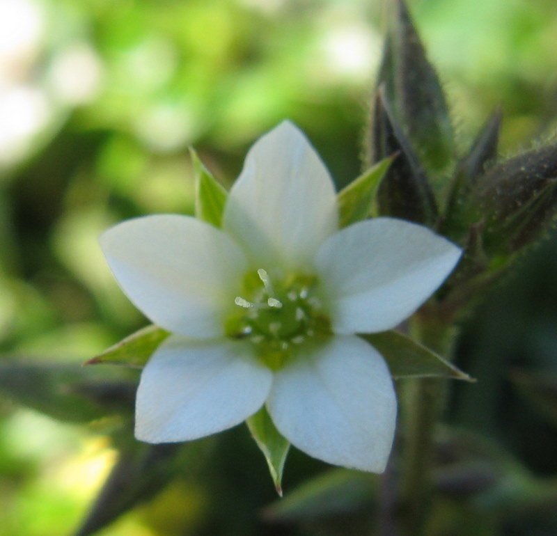 Minuartia verna