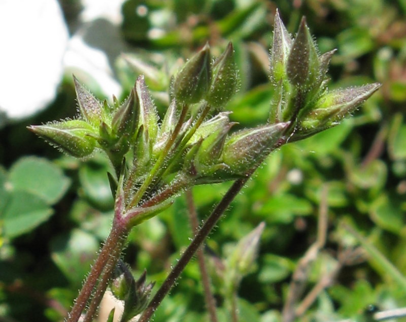 Minuartia verna