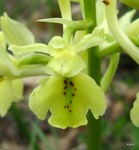 Orchis pauciflora X O.provincialis