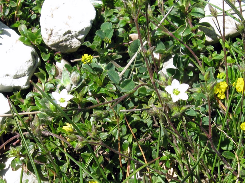 Minuartia verna