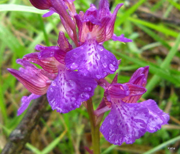 Anacamptis Xgennari