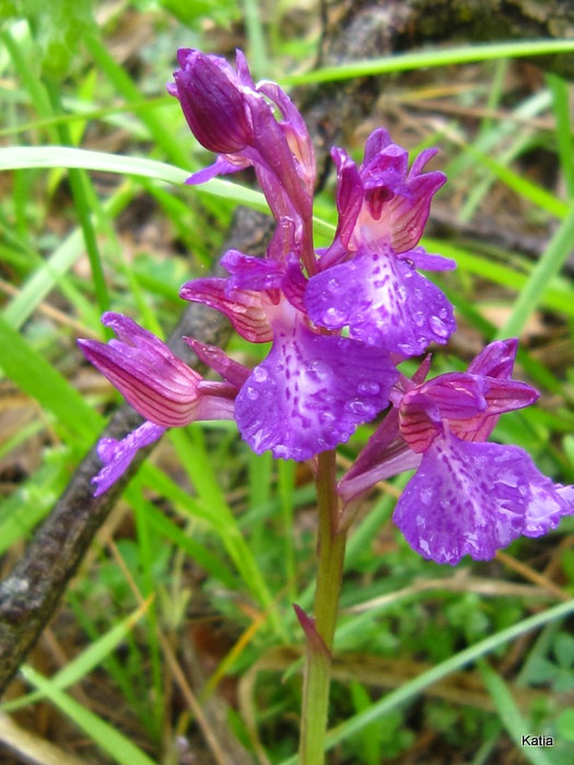 Anacamptis Xgennari