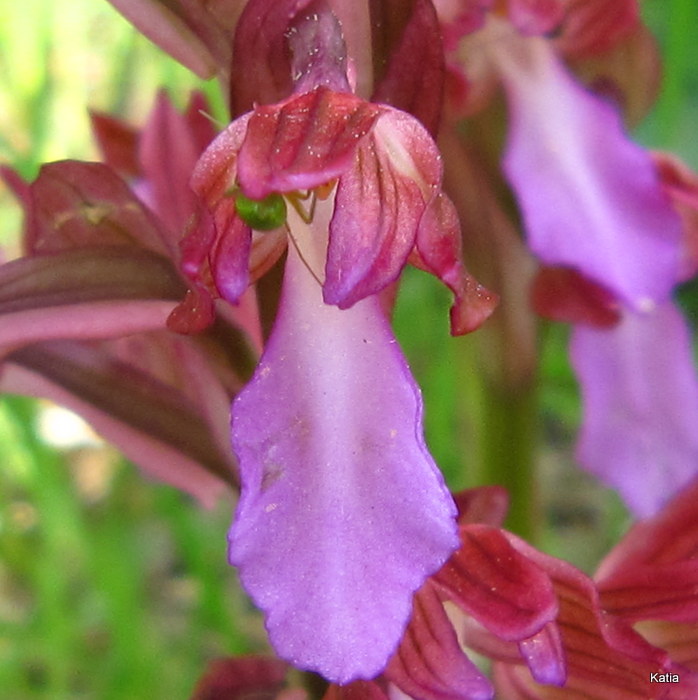 A. papilionacea