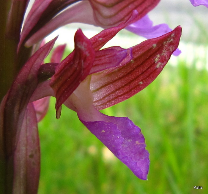 A. papilionacea