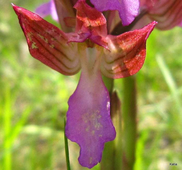 A. papilionacea