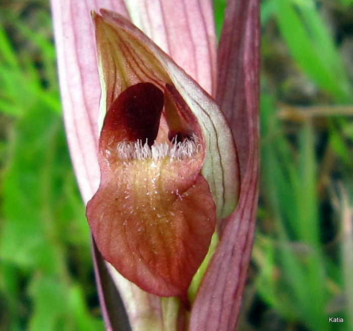 Serapias vomeracea