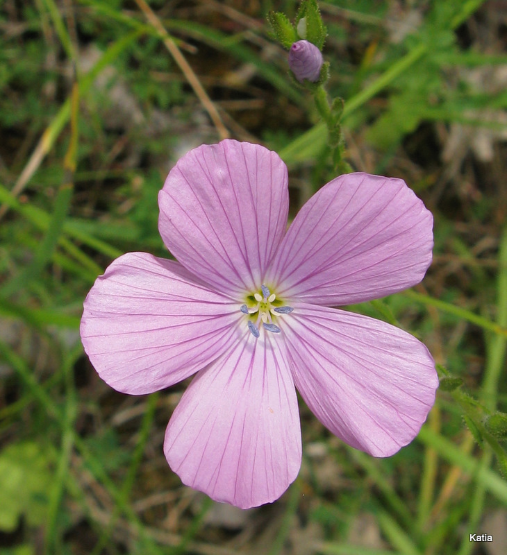 Genere Linum