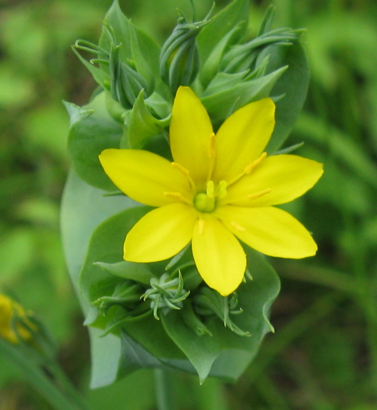 Blackstonia perfoliata / Centauro giallo