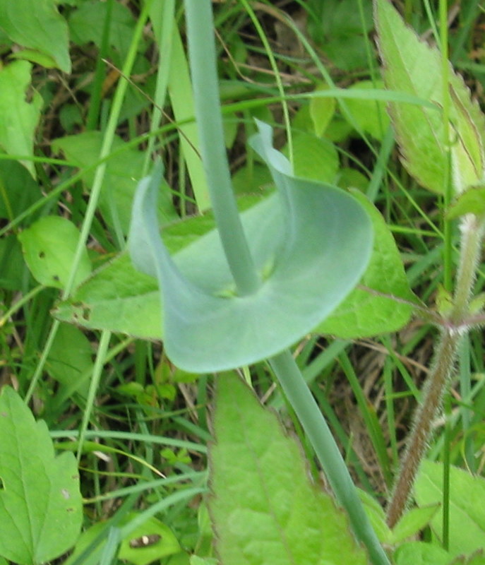 Blackstonia perfoliata / Centauro giallo