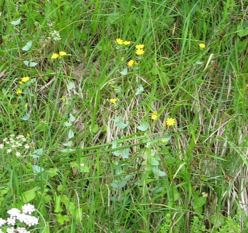 Blackstonia perfoliata / Centauro giallo