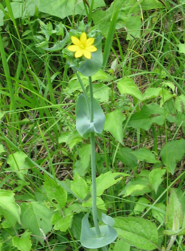 Blackstonia perfoliata / Centauro giallo