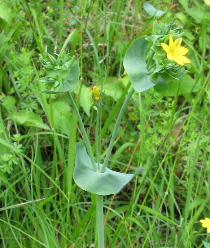 Blackstonia perfoliata / Centauro giallo