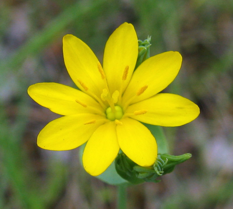 Blackstonia perfoliata / Centauro giallo