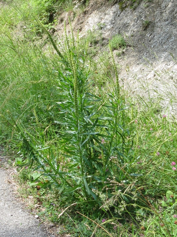 Reseda luteola