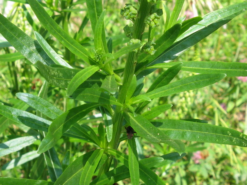 Reseda luteola