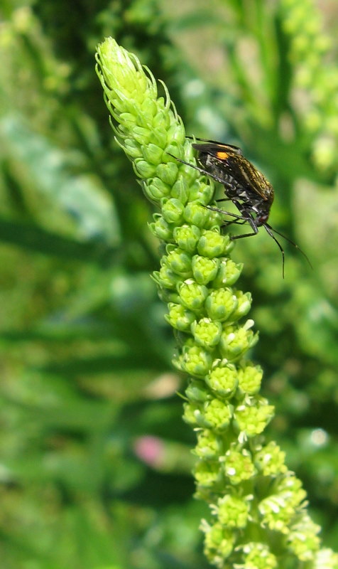 Reseda luteola