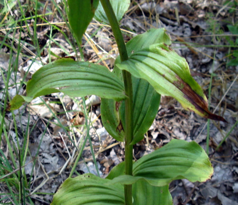 Epipactis ???