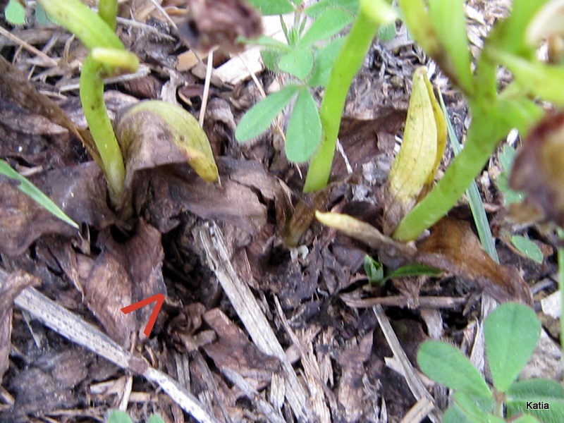 Spiranthes aestivalis