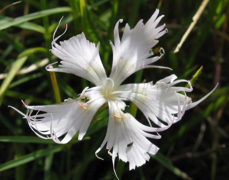 Dianthus monspessulanus / Garofano di bosco