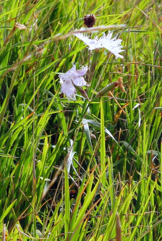 Dianthus monspessulanus / Garofano di bosco