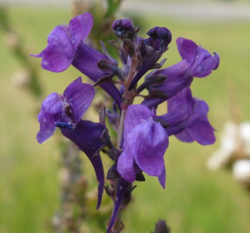 Linaria purpurea