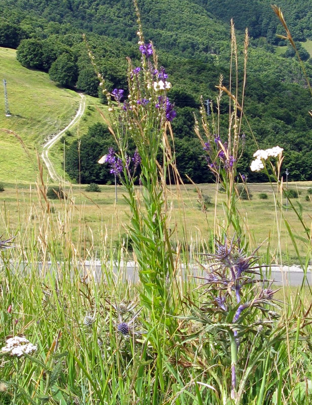 Linaria purpurea