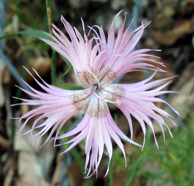 Dianthus monspessulanus / Garofano di bosco