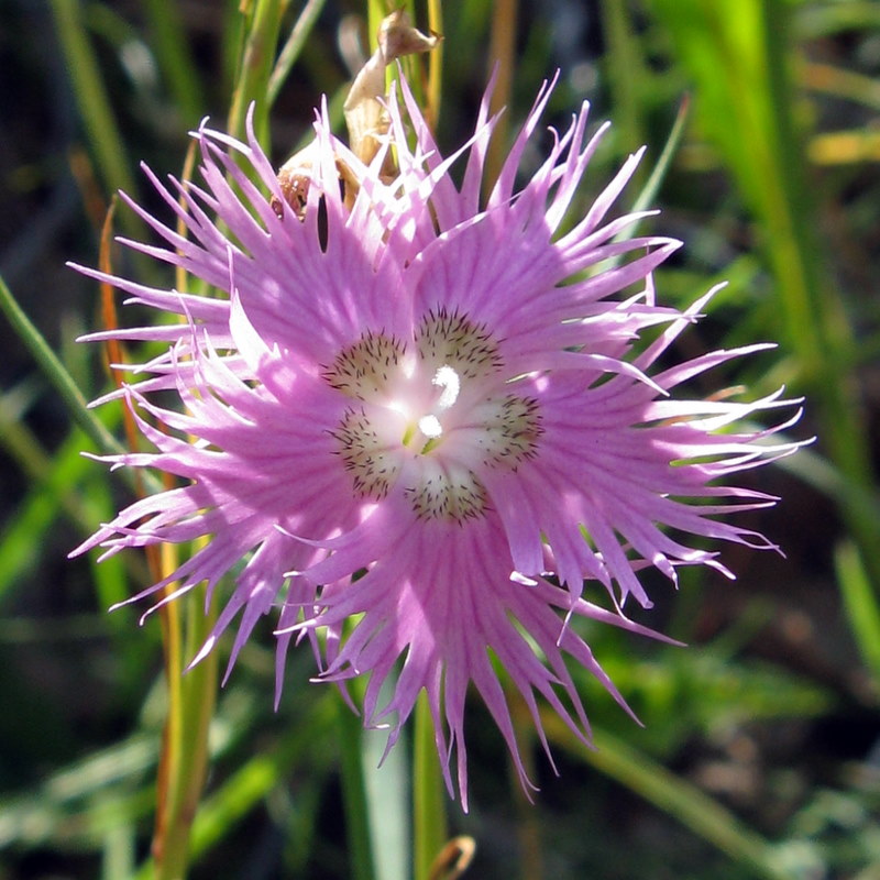 Dianthus monspessulanus / Garofano di bosco