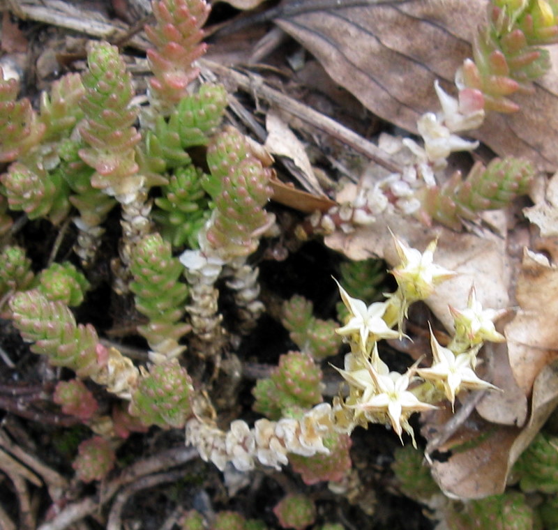 Sedum acre