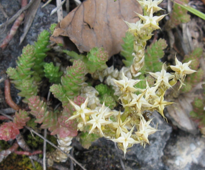 Sedum acre