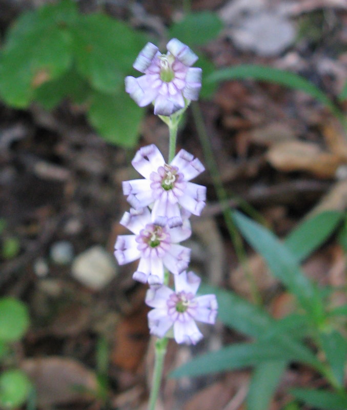 Silene ciliata