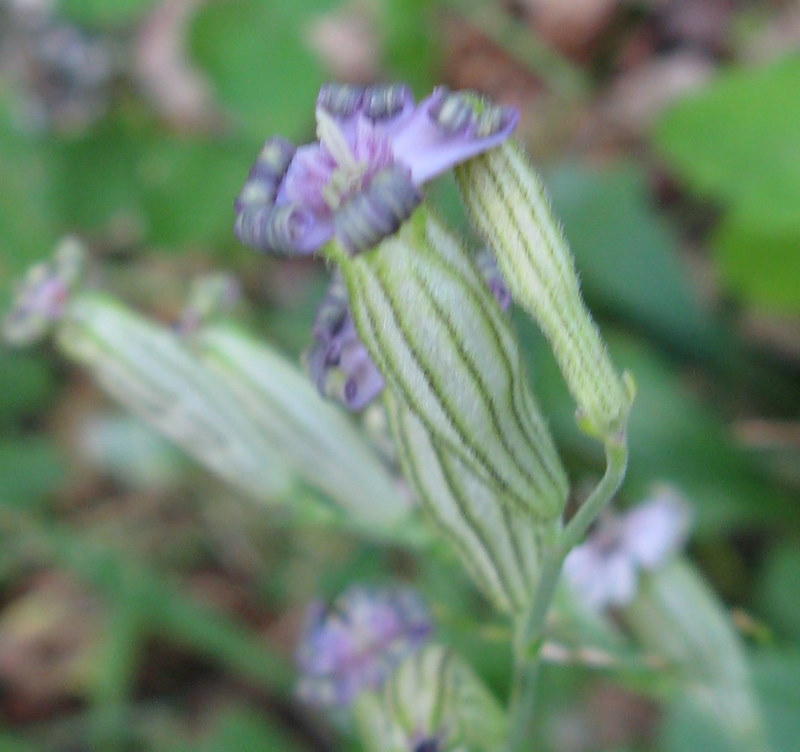 Silene ciliata