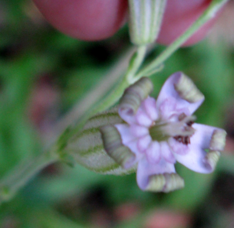 Silene ciliata