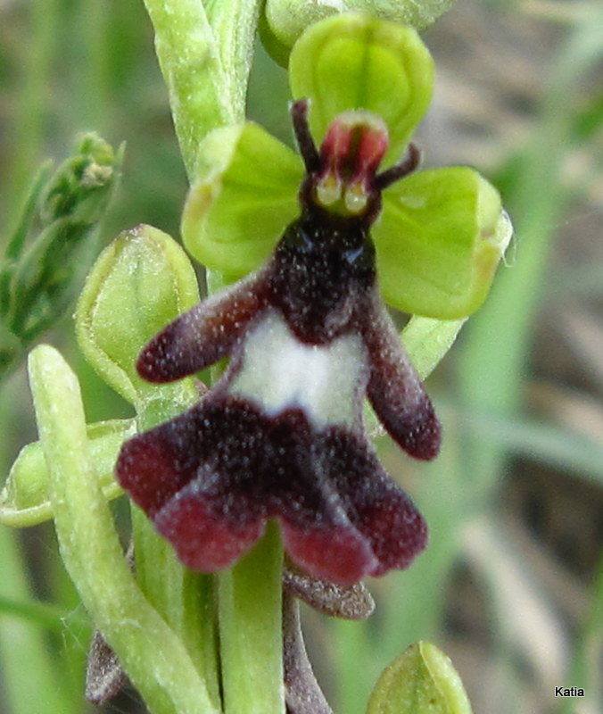 Strana O insectifera...