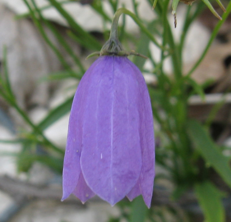 Campanula tanfanii