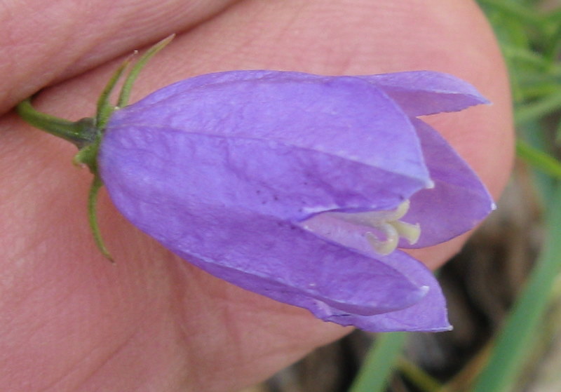 Campanula tanfanii