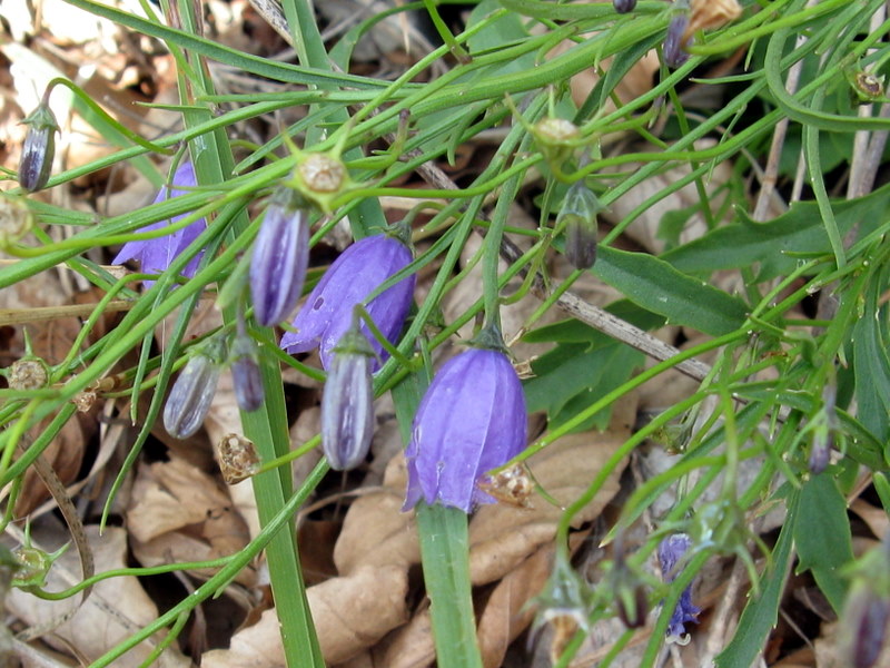 Campanula tanfanii