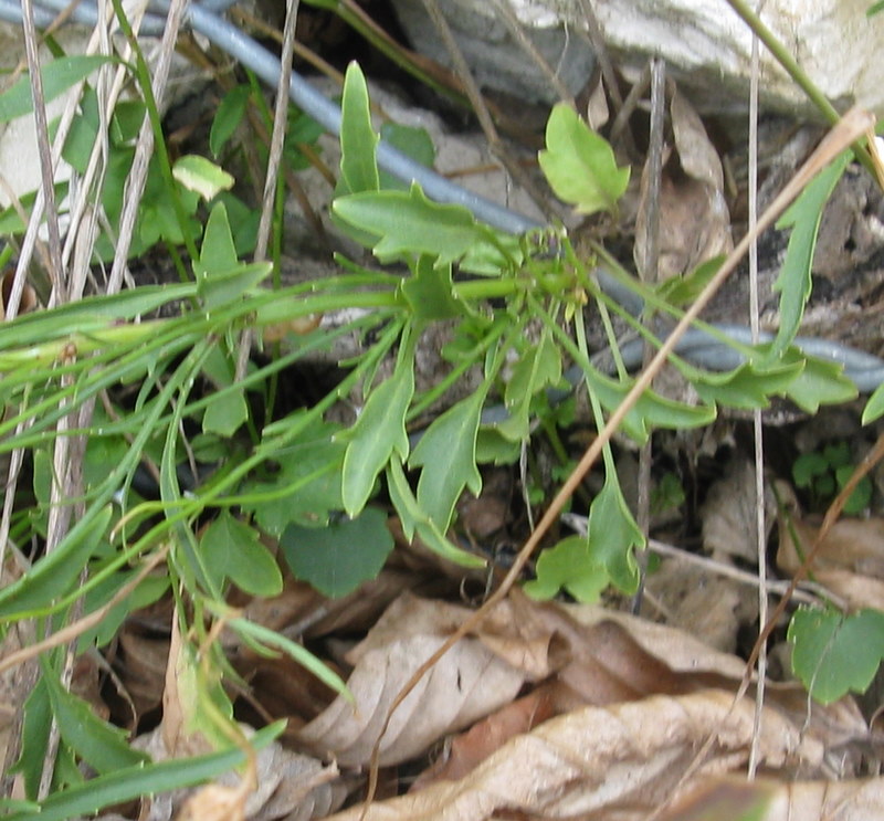 Campanula tanfanii