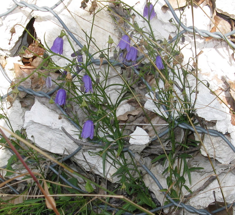 Campanula tanfanii