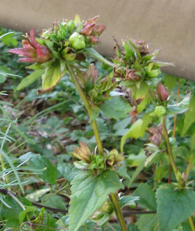 Lusus di Campanula trachelium