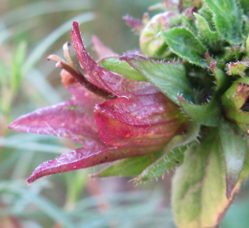 Lusus di Campanula trachelium