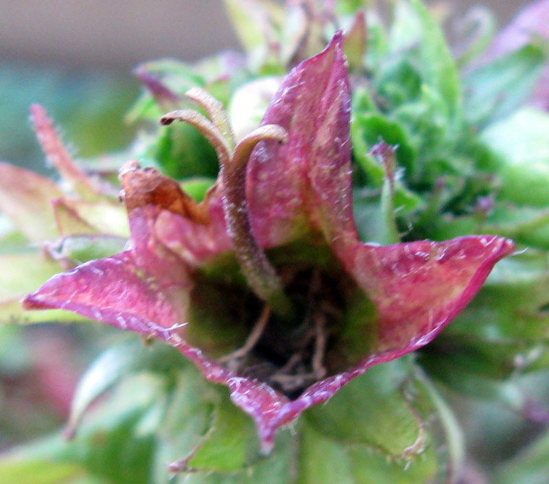 Lusus di Campanula trachelium