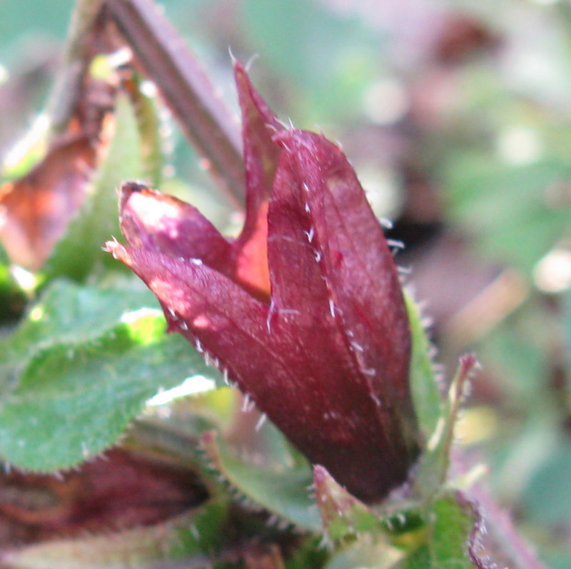 Lusus di Campanula trachelium