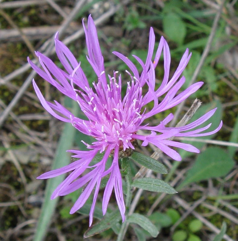 Centaurea jacea ?